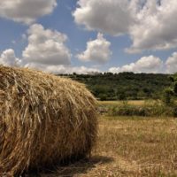 campagna pugliese