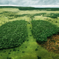deforestazione