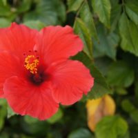 Fiori in Cina
