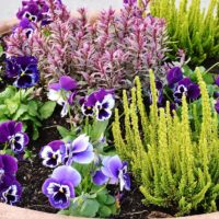 piante e fiori copertina