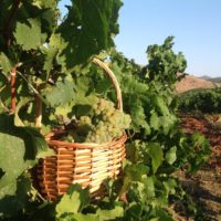 vino e vendemmia